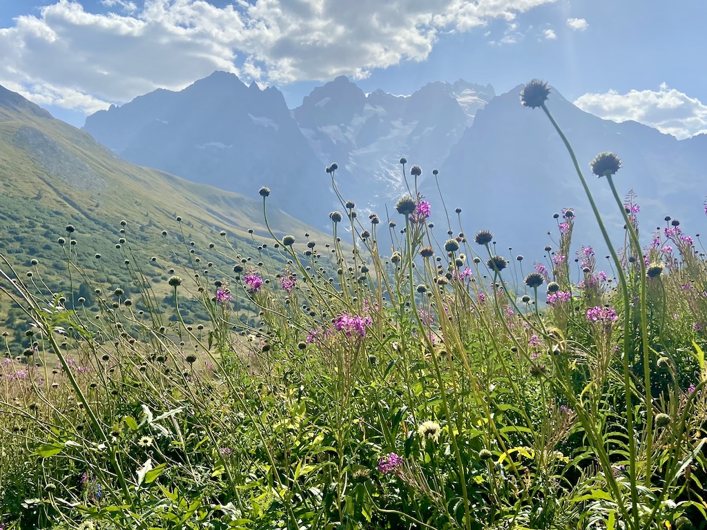 Jardin du Lautaret: An alpine botanical garden and its glacier – Part 2, Summer